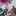 A close-up of a floral fabric pattern featuring vibrant pink and purple roses, green leaves, and the face of a brown tiger partially visible on the right side.
